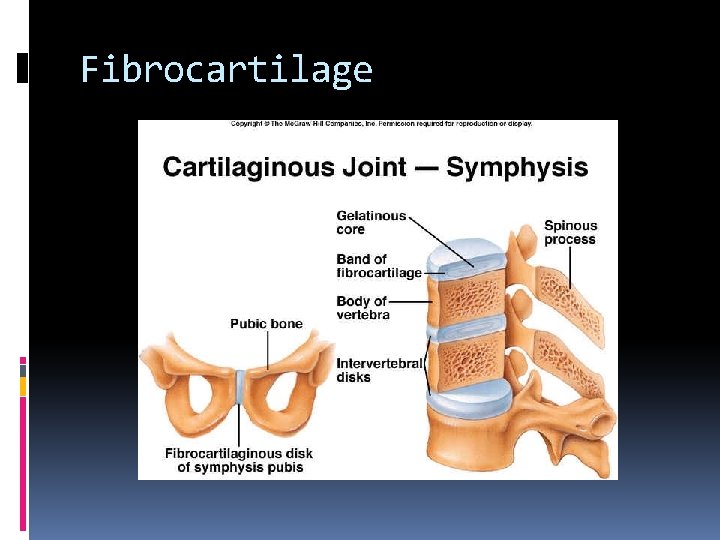 Fibrocartilage 