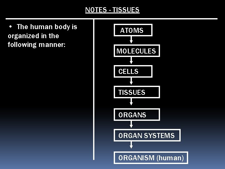 NOTES - TISSUES • The human body is organized in the following manner: ATOMS