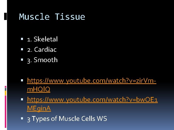 Muscle Tissue 1. Skeletal 2. Cardiac 3. Smooth https: //www. youtube. com/watch? v=zir. Vmm.