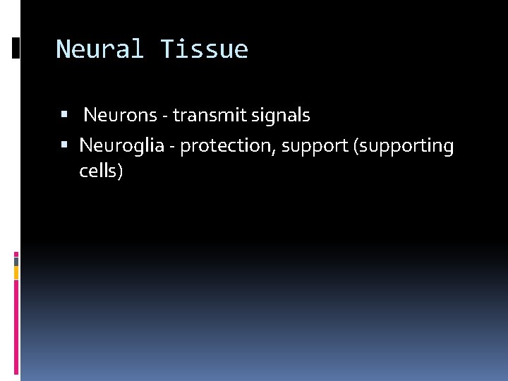 Neural Tissue Neurons - transmit signals Neuroglia - protection, support (supporting cells) 