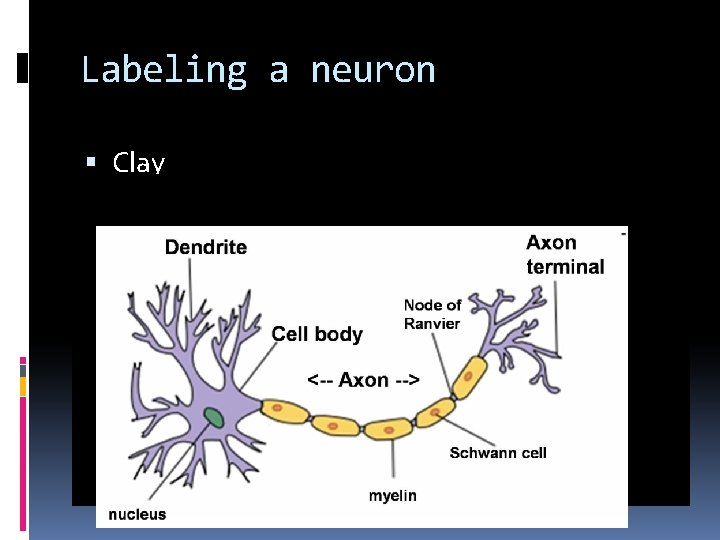 Labeling a neuron Clay 