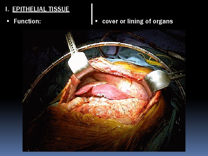 I. EPITHELIAL TISSUE • Function: • cover or lining of organs 