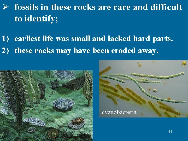 Ø fossils in these rocks are rare and difficult to identify; 1) earliest life Ø fossils in these rocks are rare and difficult to identify; 1) earliest life