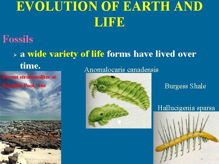 EVOLUTION OF EARTH AND LIFE Fossils Ø a wide variety of life forms have