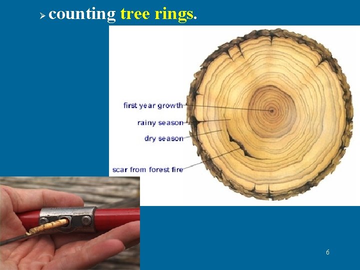 Ø counting tree rings. 6 