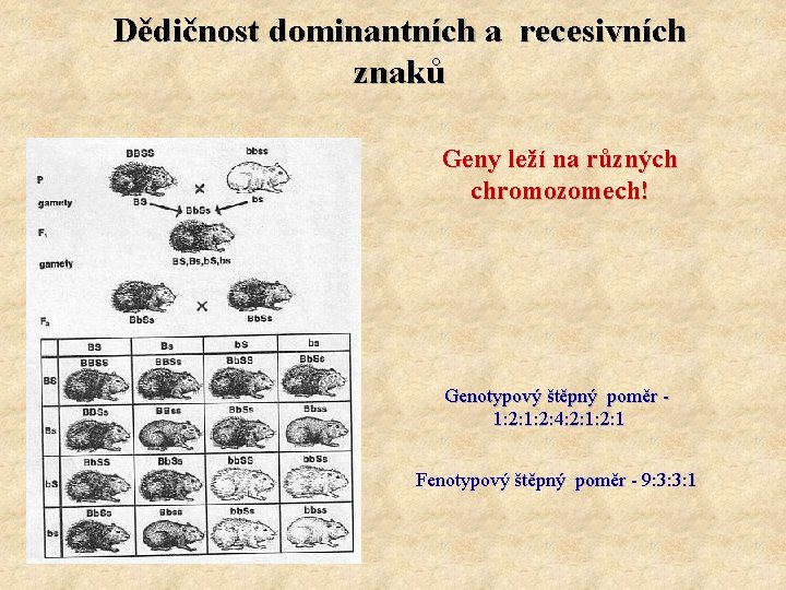 Dědičnost dominantních a recesivních znaků Geny leží na různých chromozomech! Genotypový štěpný poměr 1: