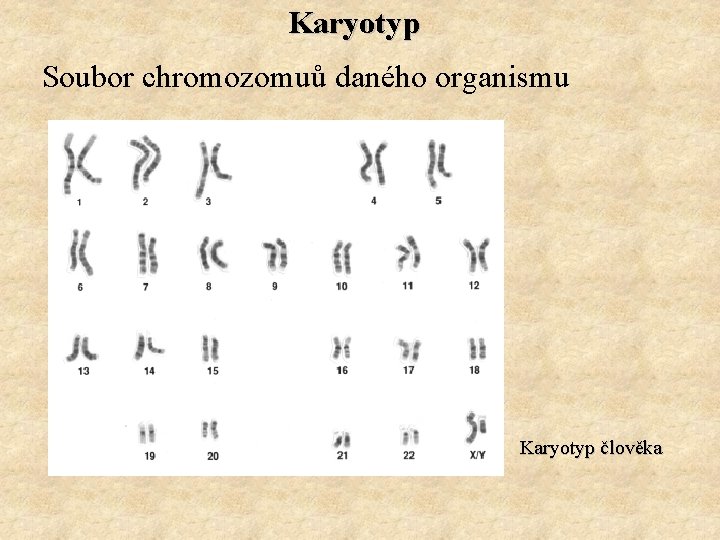 Karyotyp Soubor chromozomuů daného organismu Karyotyp člověka 