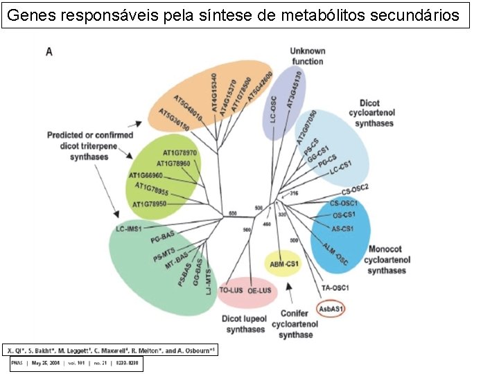 Genes responsáveis pela síntese de metabólitos secundários 