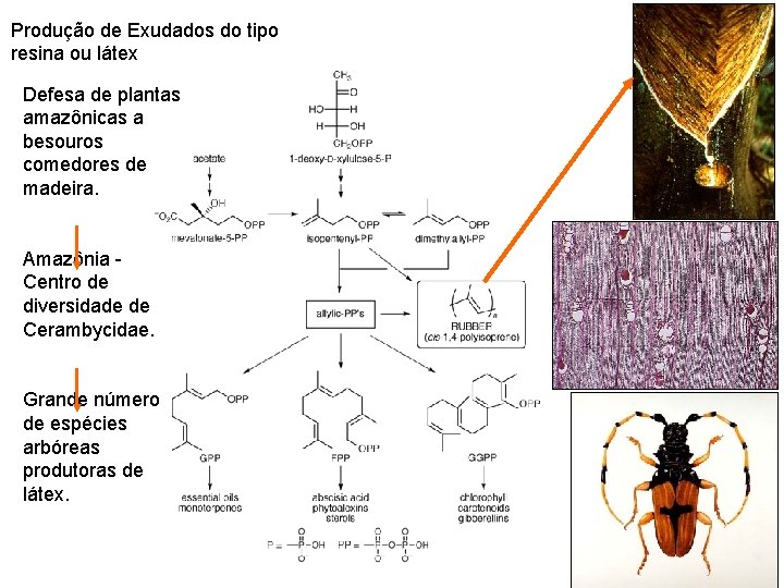 Produção de Exudados do tipo resina ou látex Defesa de plantas amazônicas a besouros
