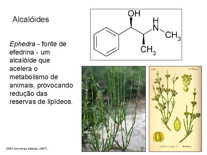 Alcalóides Ephedra - fonte de efedrina - um alcalóide que acelera o metabolismo de