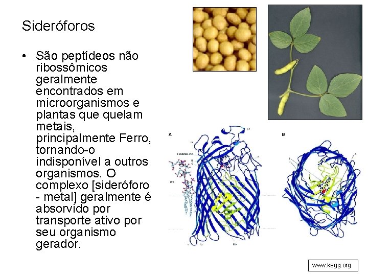 Sideróforos • São peptídeos não ribossômicos geralmente encontrados em microorganismos e plantas quelam metais,