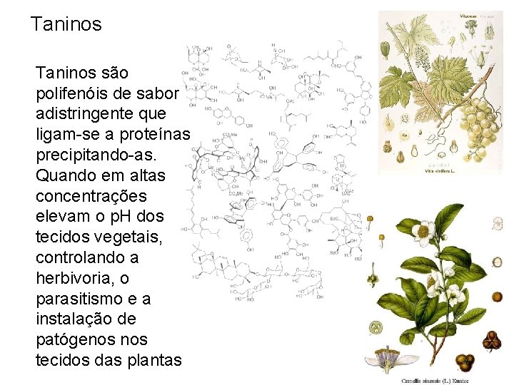 Taninos são polifenóis de sabor adistringente que ligam-se a proteínas precipitando-as. Quando em altas