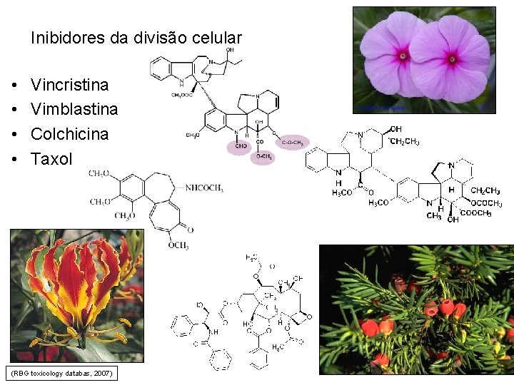 Inibidores da divisão celular • • Vincristina Vimblastina Colchicina Taxol (RBG toxicology databas, 2007)