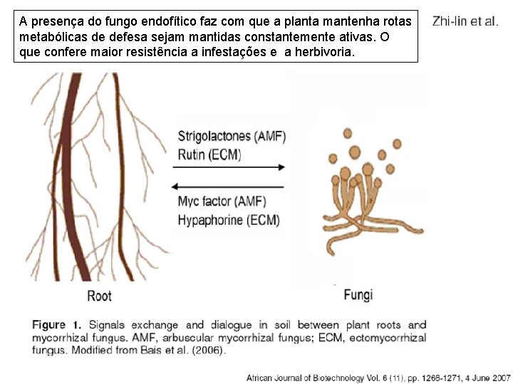 A presença do fungo endofítico faz com que a planta mantenha rotas metabólicas de