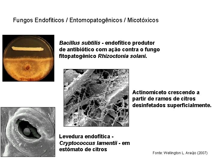 Fungos Endofíticos / Entomopatogênicos / Micotóxicos Bacillus subtilis - endofítico produtor de antibiótico com