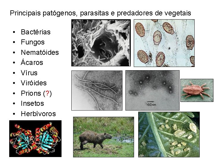 Principais patógenos, parasitas e predadores de vegetais • • • Bactérias Fungos Nematóides Ácaros