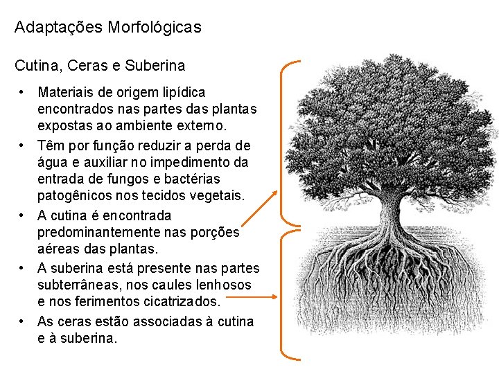 Adaptações Morfológicas Cutina, Ceras e Suberina • Materiais de origem lipídica encontrados nas partes