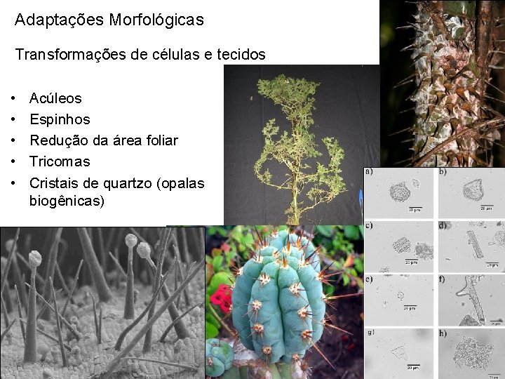 Adaptações Morfológicas Transformações de células e tecidos • • • Acúleos Espinhos Redução da