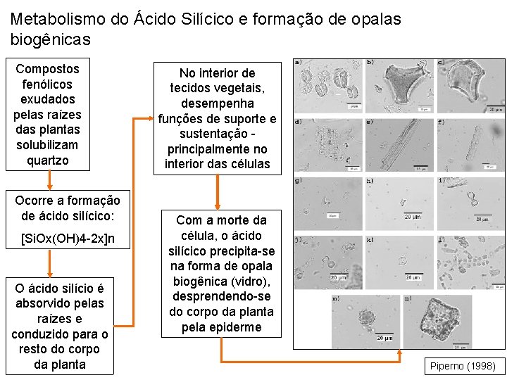 Metabolismo do Ácido Silícico e formação de opalas biogênicas Compostos fenólicos exudados pelas raízes