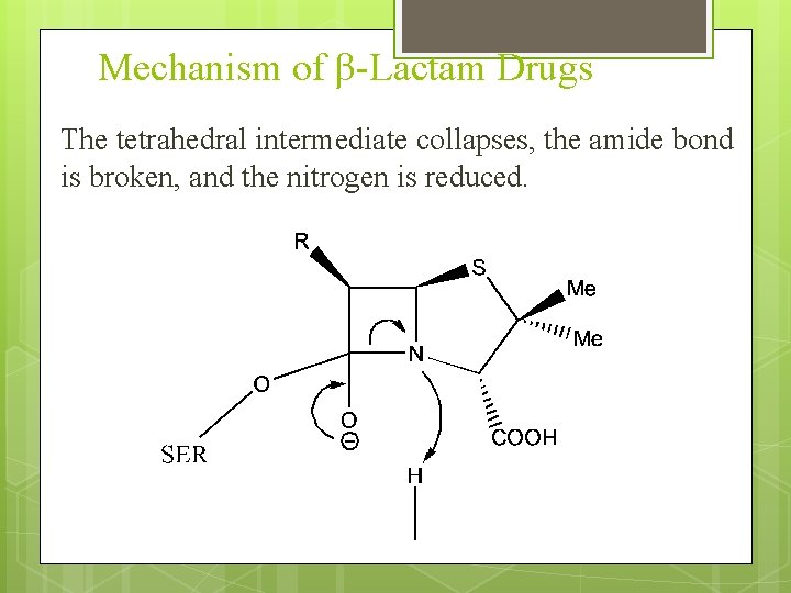 Mechanism of β-Lactam Drugs The tetrahedral intermediate collapses, the amide bond is broken, and