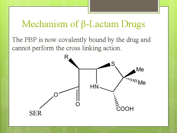 Mechanism of β-Lactam Drugs The PBP is now covalently bound by the drug and