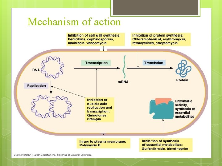 Mechanism of action 