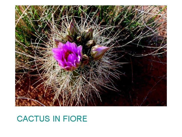 CACTUS IN FIORE CACTUS IN FIORE