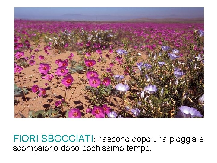 FIORI SBOCCIATI: nascono dopo una pioggia e scompaiono dopo pochissimo tempo. FIORI SBOCCIATI: nascono dopo una pioggia e scompaiono dopo pochissimo tempo.