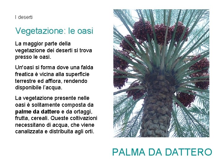 I deserti Vegetazione: le oasi La maggior parte della vegetazione dei deserti si trova I deserti Vegetazione: le oasi La maggior parte della vegetazione dei deserti si trova