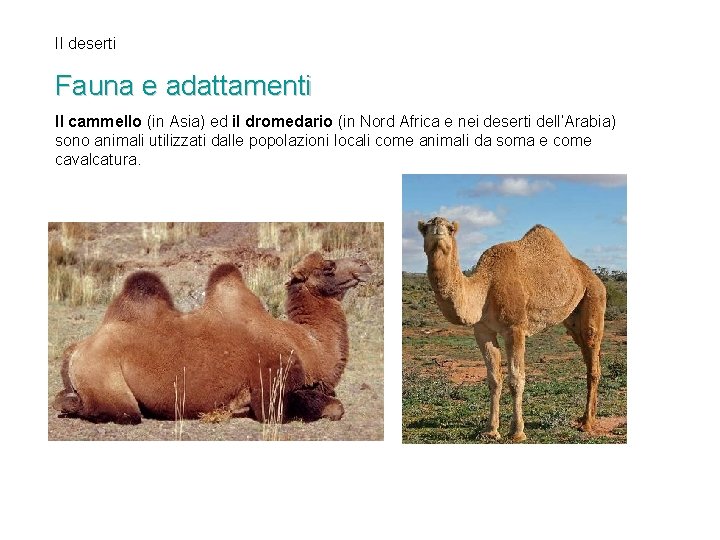 II deserti Fauna e adattamenti Il cammello (in Asia) ed il dromedario (in Nord II deserti Fauna e adattamenti Il cammello (in Asia) ed il dromedario (in Nord