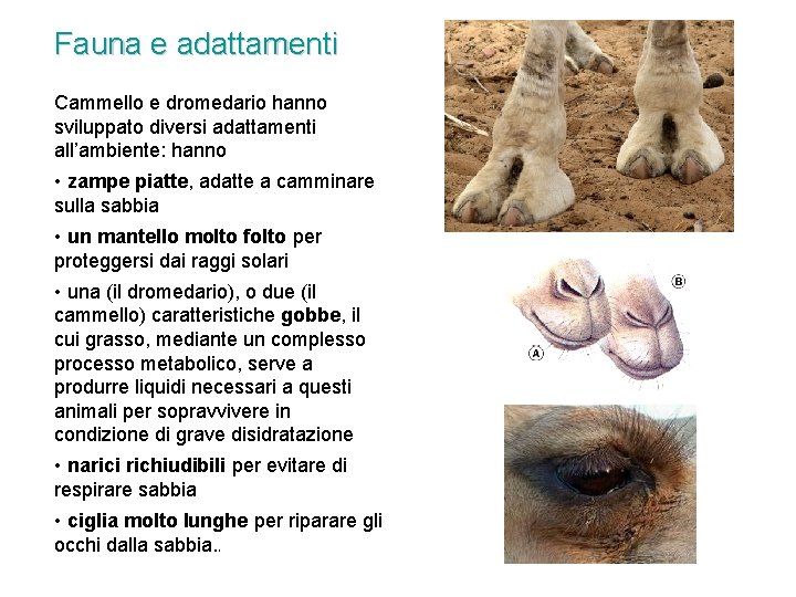 Fauna e adattamenti Cammello e dromedario hanno sviluppato diversi adattamenti all’ambiente: hanno • zampe Fauna e adattamenti Cammello e dromedario hanno sviluppato diversi adattamenti all’ambiente: hanno • zampe