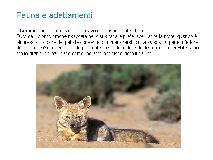 Fauna e adattamenti Il fennec è una piccola volpe che vive nel deserto del Fauna e adattamenti Il fennec è una piccola volpe che vive nel deserto del