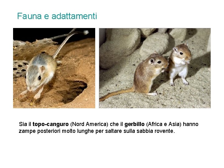 Fauna e adattamenti Sia il topo-canguro (Nord America) che il gerbillo (Africa e Asia) Fauna e adattamenti Sia il topo-canguro (Nord America) che il gerbillo (Africa e Asia)