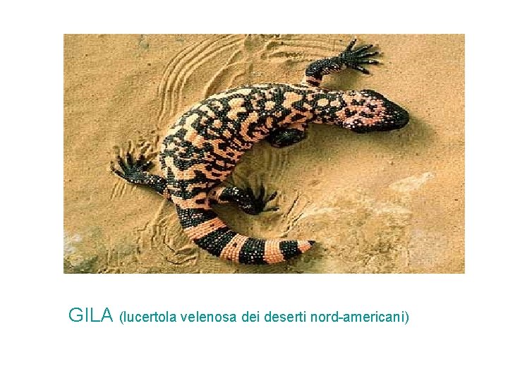 GILA (lucertola velenosa dei deserti nord-americani) GILA (lucertola velenosa dei deserti nord-americani)