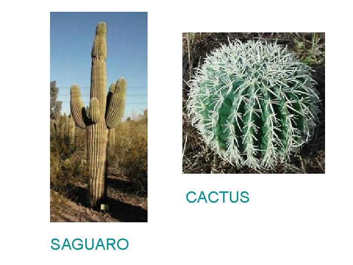 CACTUS SAGUARO CACTUS SAGUARO