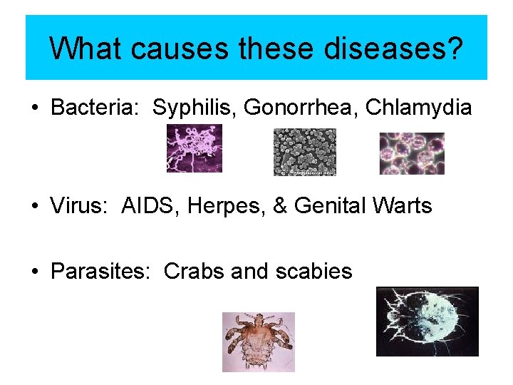 What causes these diseases? • Bacteria: Syphilis, Gonorrhea, Chlamydia • Virus: AIDS, Herpes, &