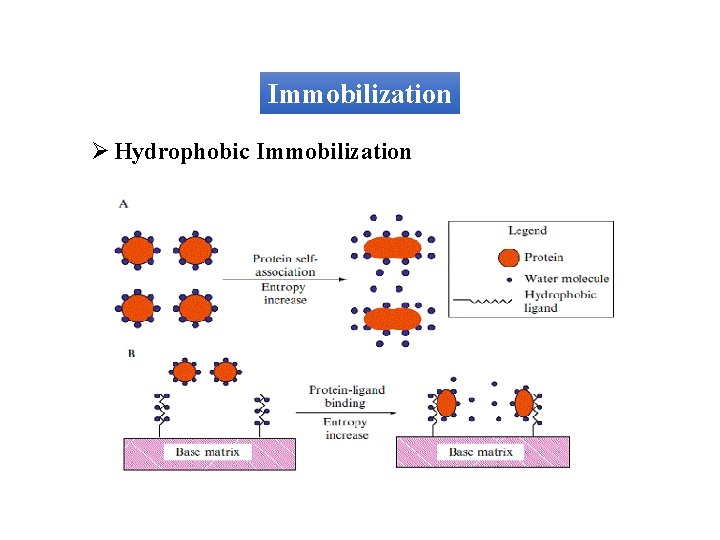 Immobilization Ø Hydrophobic Immobilization 