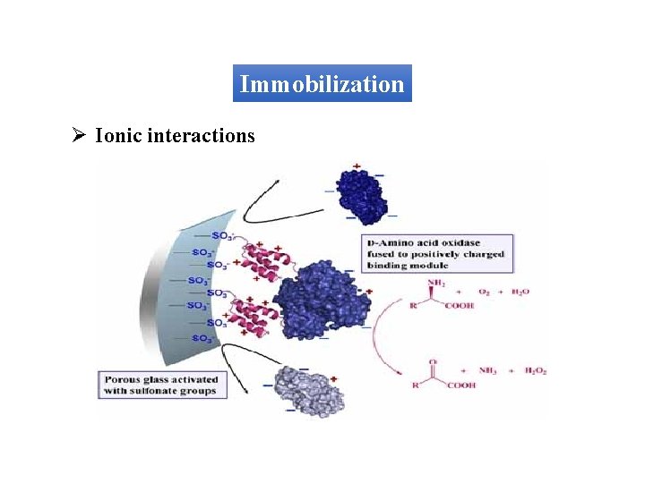 Immobilization Ø Ionic interactions 