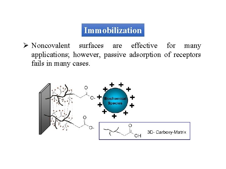 Immobilization Ø Noncovalent surfaces are effective for many applications; however, passive adsorption of receptors