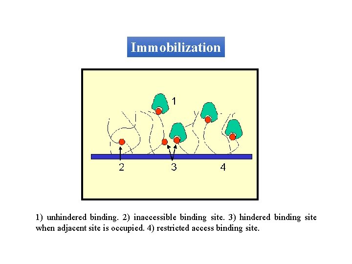 Immobilization 1) unhindered binding. 2) inaccessible binding site. 3) hindered binding site when adjacent