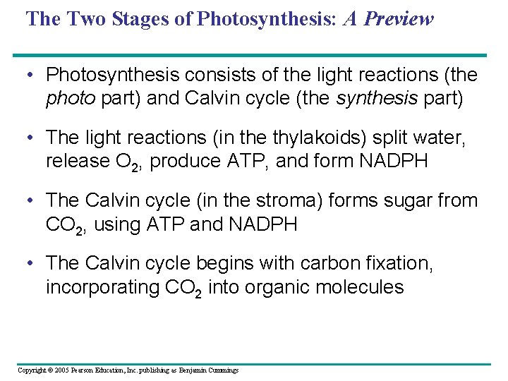 The Two Stages of Photosynthesis: A Preview • Photosynthesis consists of the light reactions