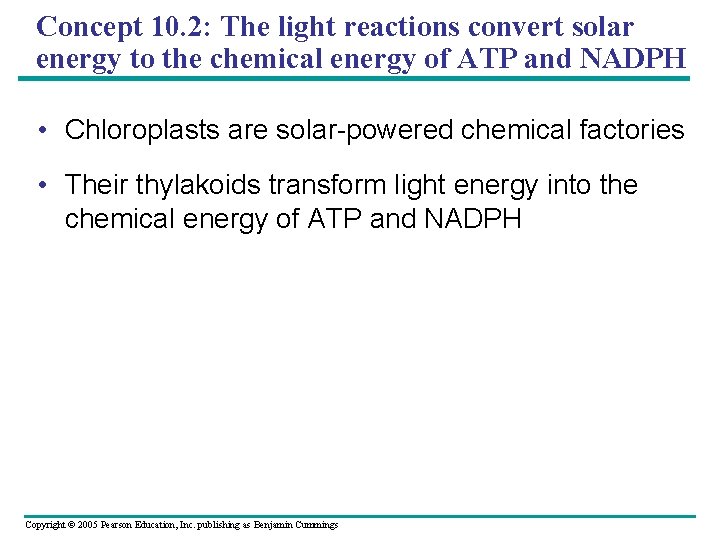 Concept 10. 2: The light reactions convert solar energy to the chemical energy of