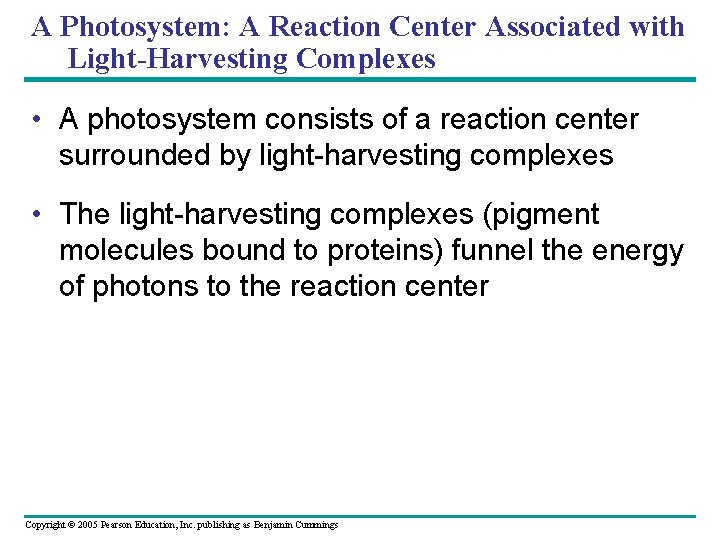 A Photosystem: A Reaction Center Associated with Light-Harvesting Complexes • A photosystem consists of