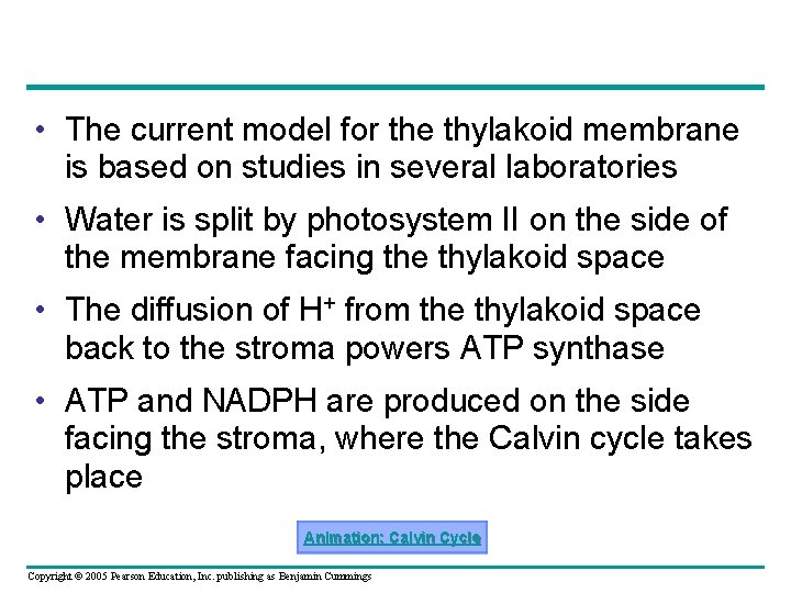  • The current model for the thylakoid membrane is based on studies in