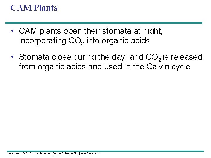 CAM Plants • CAM plants open their stomata at night, incorporating CO 2 into