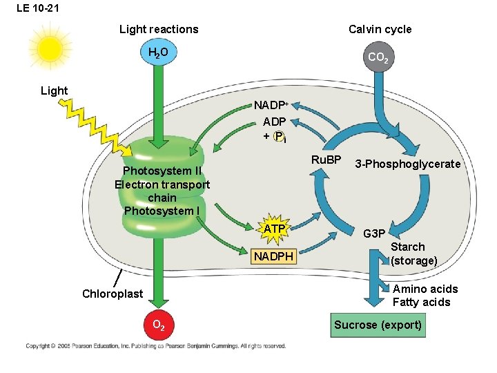 LE 10 -21 Light reactions Calvin cycle H 2 O CO 2 Light NADP+