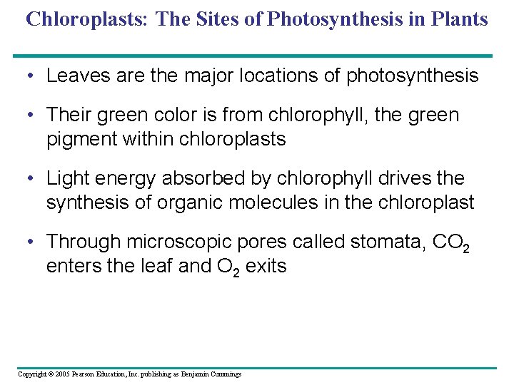 Chloroplasts: The Sites of Photosynthesis in Plants • Leaves are the major locations of