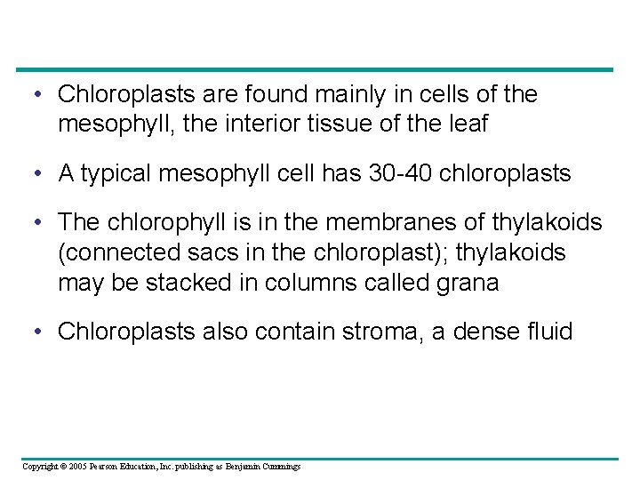  • Chloroplasts are found mainly in cells of the mesophyll, the interior tissue