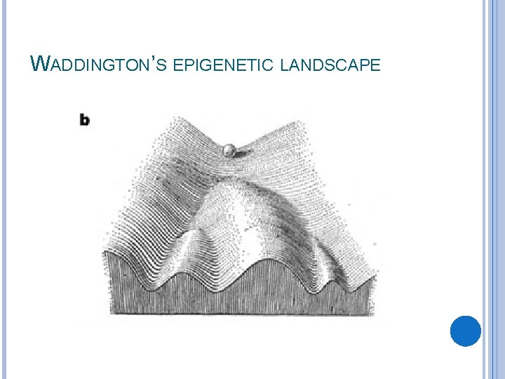 WADDINGTON’S EPIGENETIC LANDSCAPE 