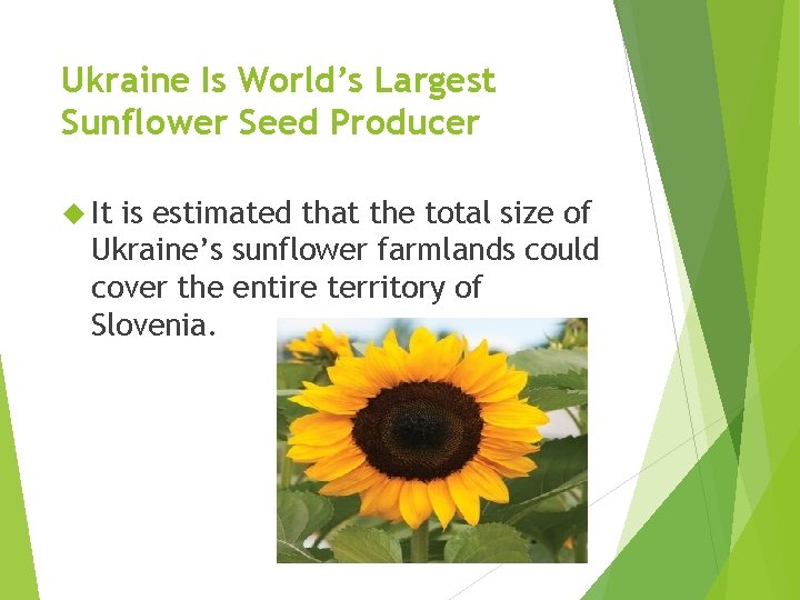 Ukraine Is World’s Largest Sunflower Seed Producer It is estimated that the total size